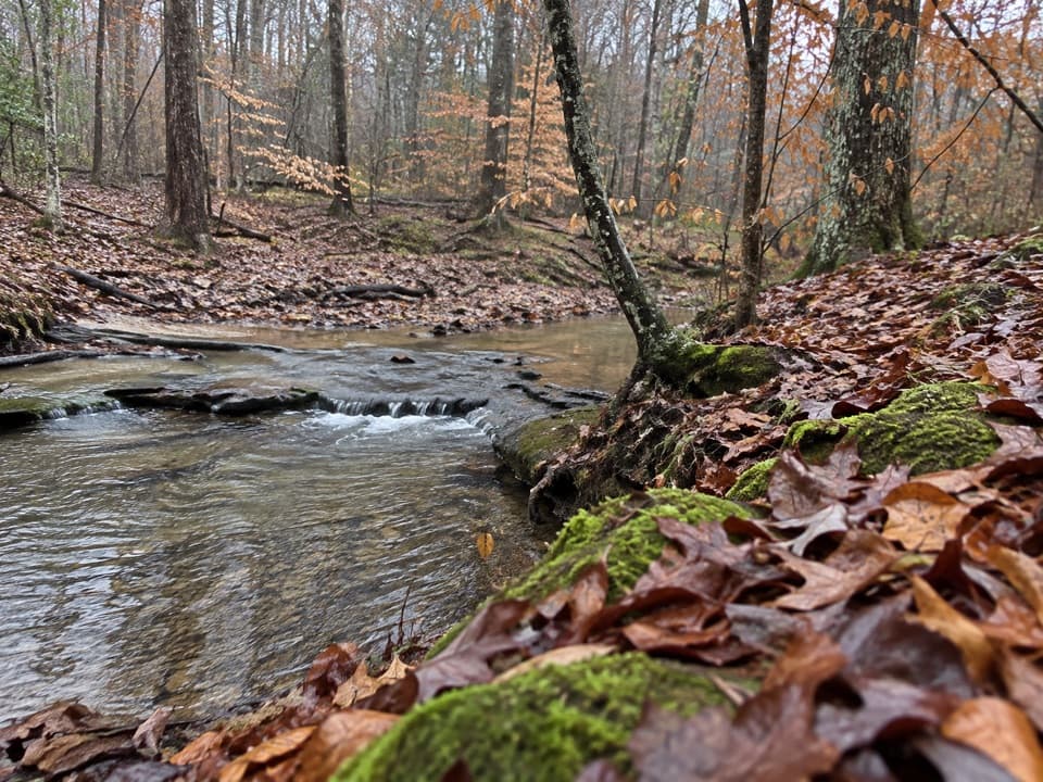 Collie Ridge Loop in Mammoth Cave National Park