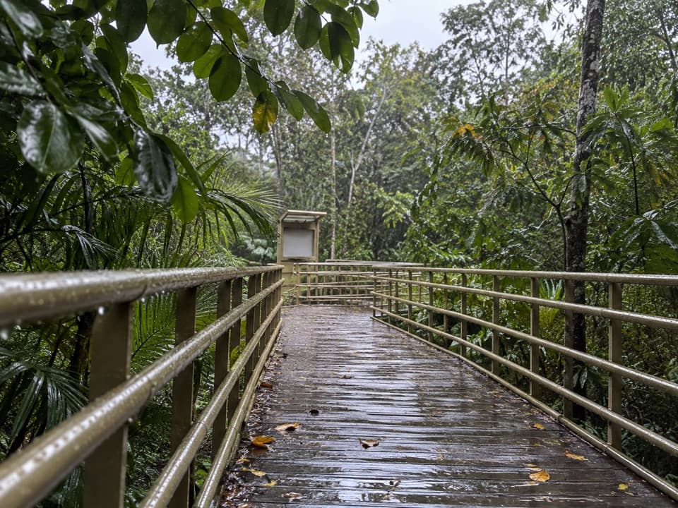 Sendero Elevado El Manglar in Manuel Antonio National Park