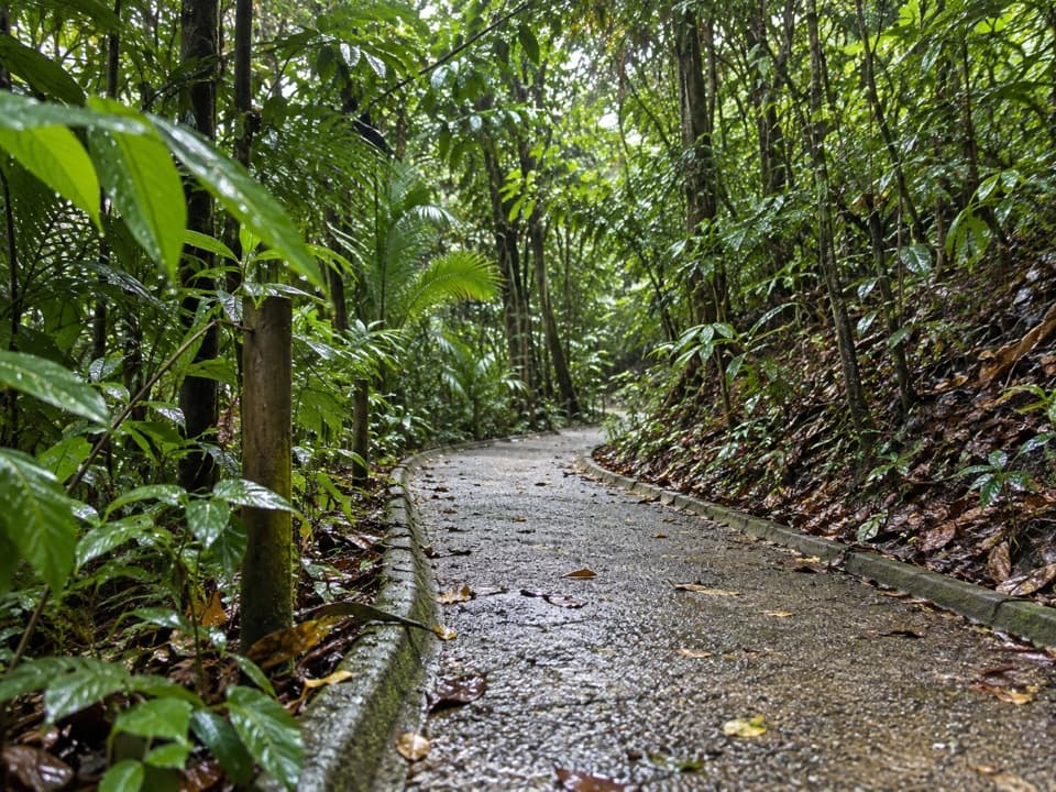 Sendero Congos in Manuel Antonio National Park