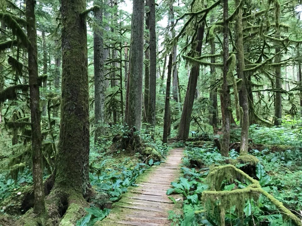 Carbon River Rain Forest Nature Trail in Mount Rainier National Park