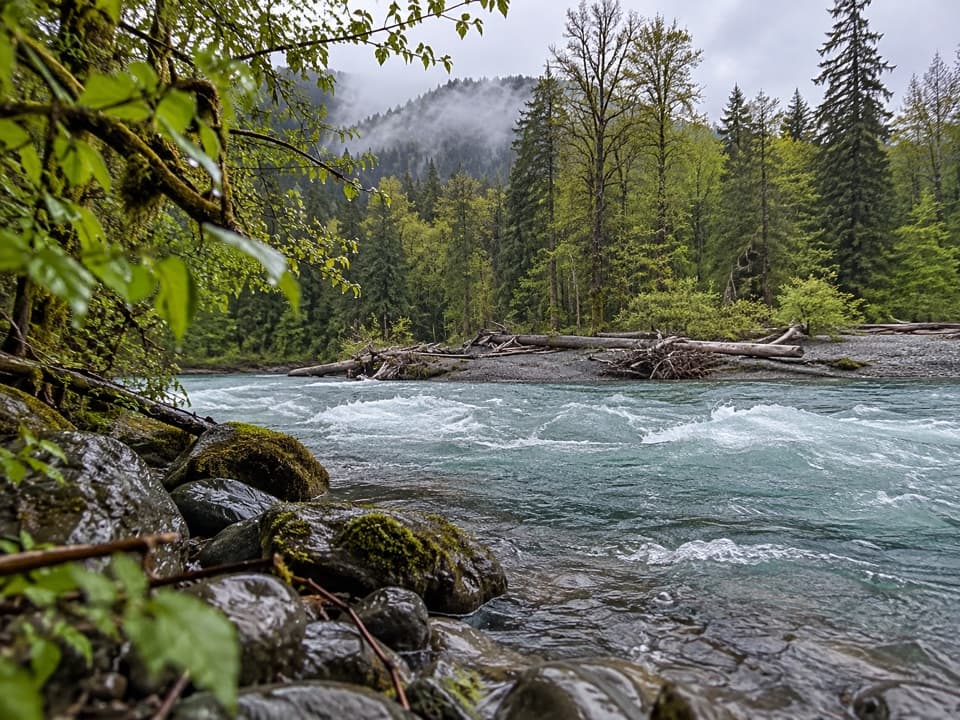 Elwha Forest Loop Trail in Olympic National Park