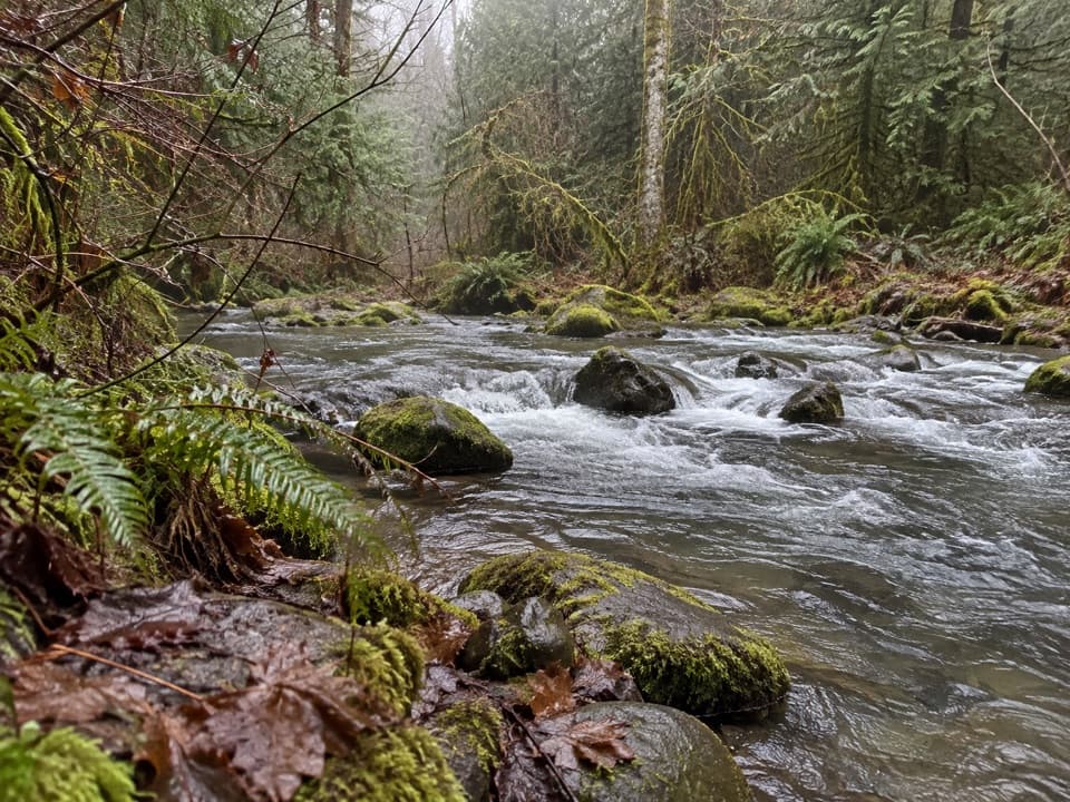 Four Stream Trail in Olympic National Park