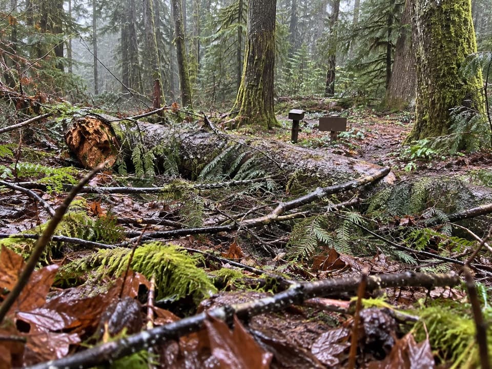 Dosewallips Terrace Loop Trail in Olympic National Park