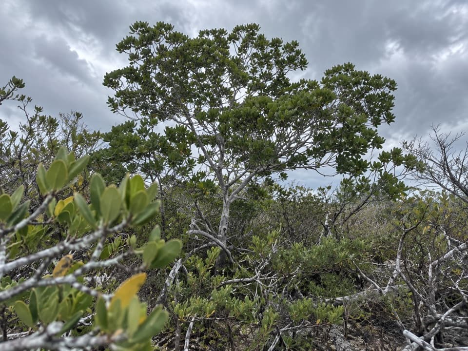 Upper Sugarloaf Key Trail in Overseas Highway