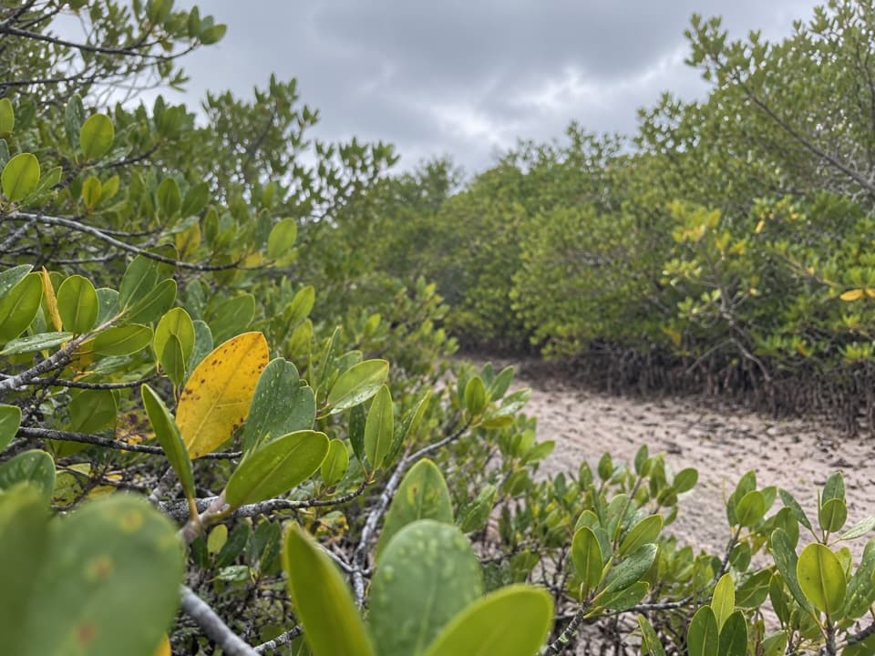 Niles Trail in Overseas Highway