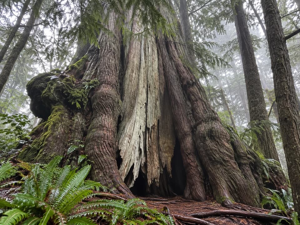 Cheewhat Giant Trail in Pacific Rim National Park Reserve