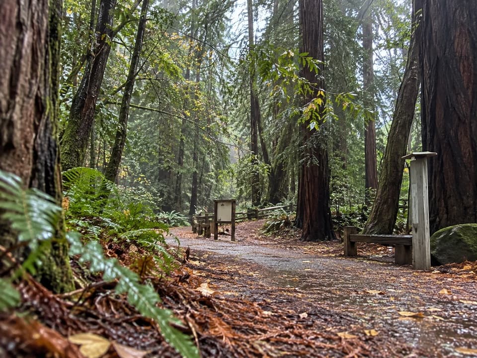 River Path and Warden's Path in Pfeiffer Big Sur State Park