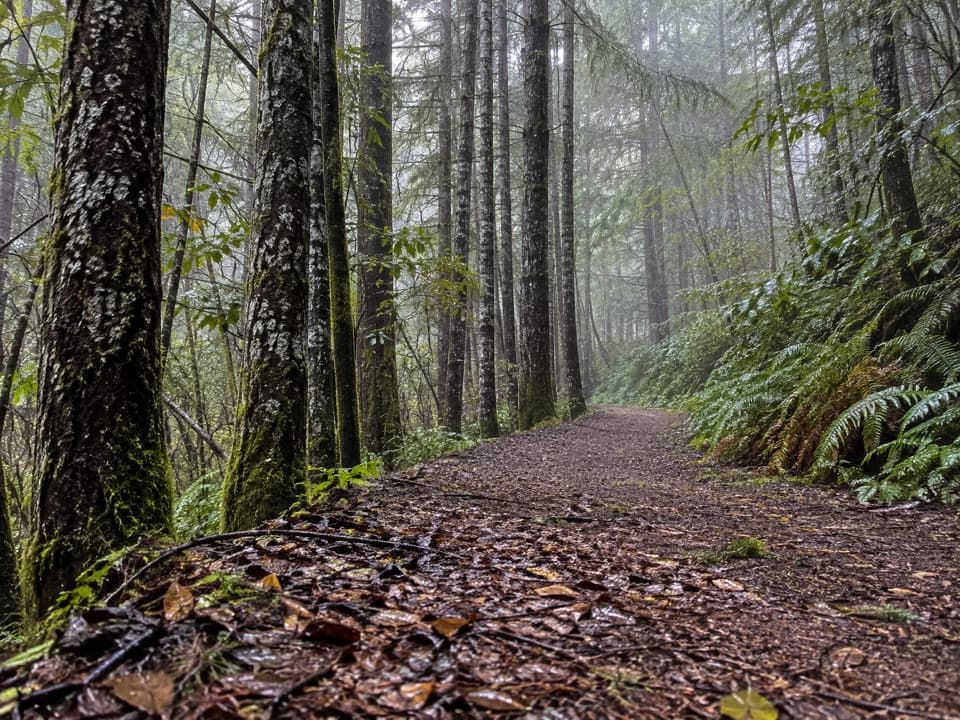 Crossover Road Loop in Redwood National Park