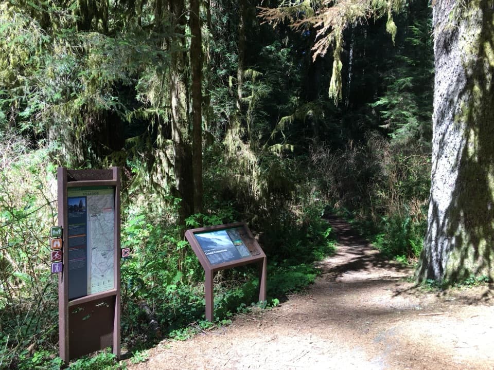 Ossagon Trail in Redwood National Park
