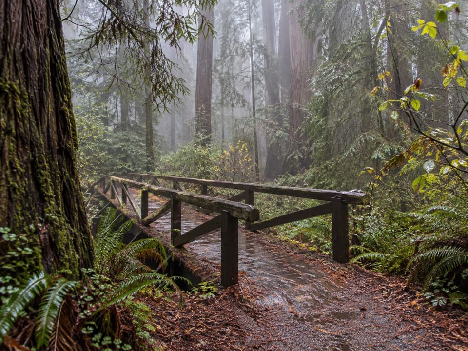 Peterson Memorial Trail in Redwood National Park