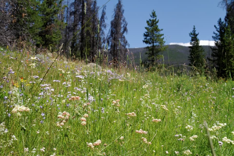 Ranger Meadows Loop in Rocky Mountain National Park
