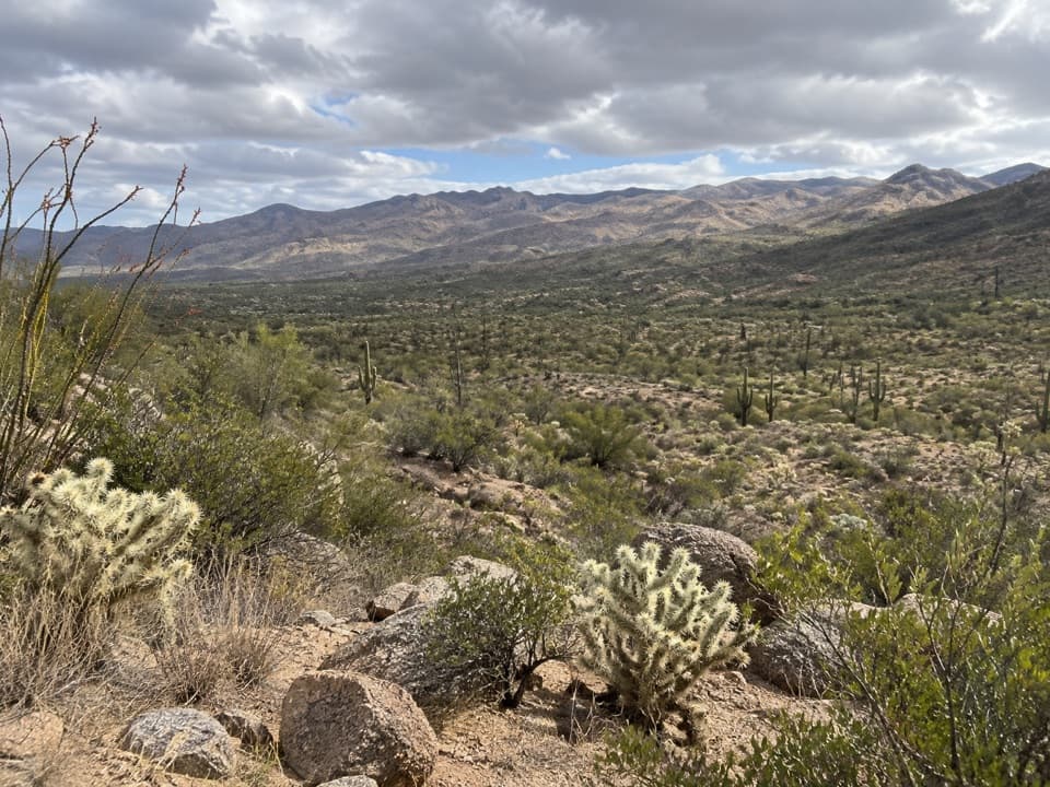 Freight Wagon Loop in Saguaro National Park
