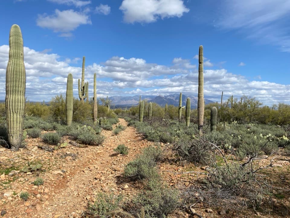 Vertical Cliffs Long Loop in Saguaro National Park