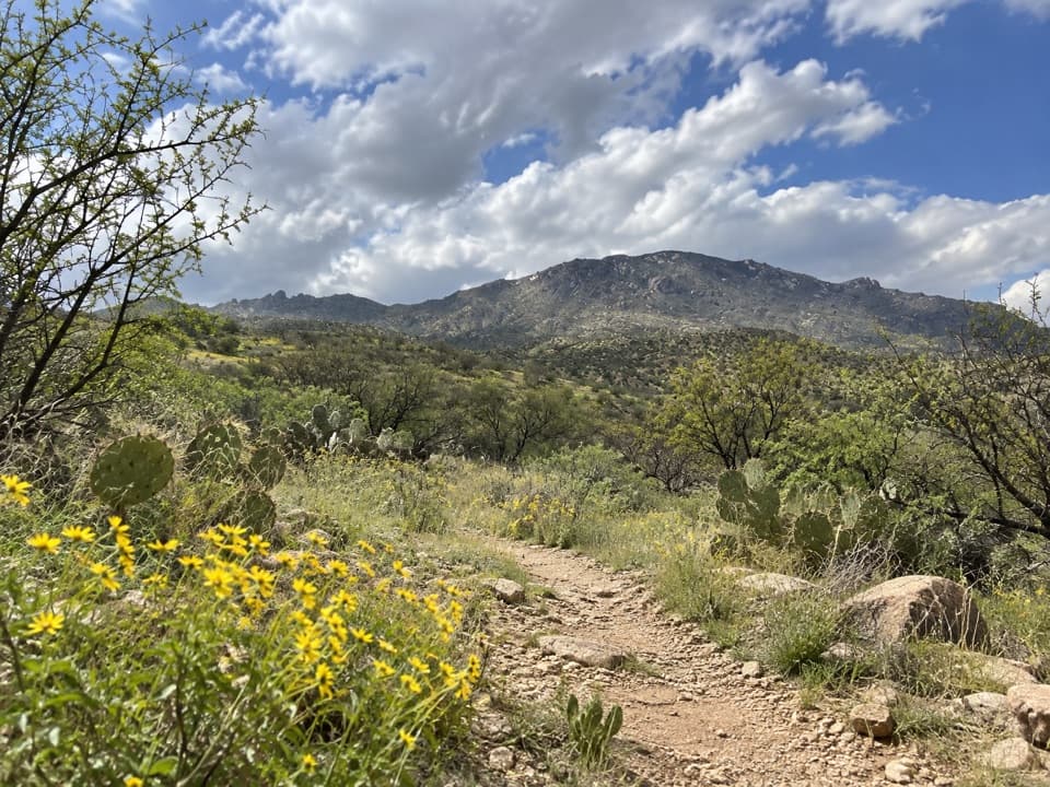 Italian Spring Trail in Saguaro National Park