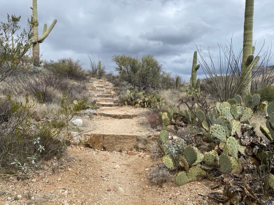 Freeman Homestead Trail in Saguaro National Park