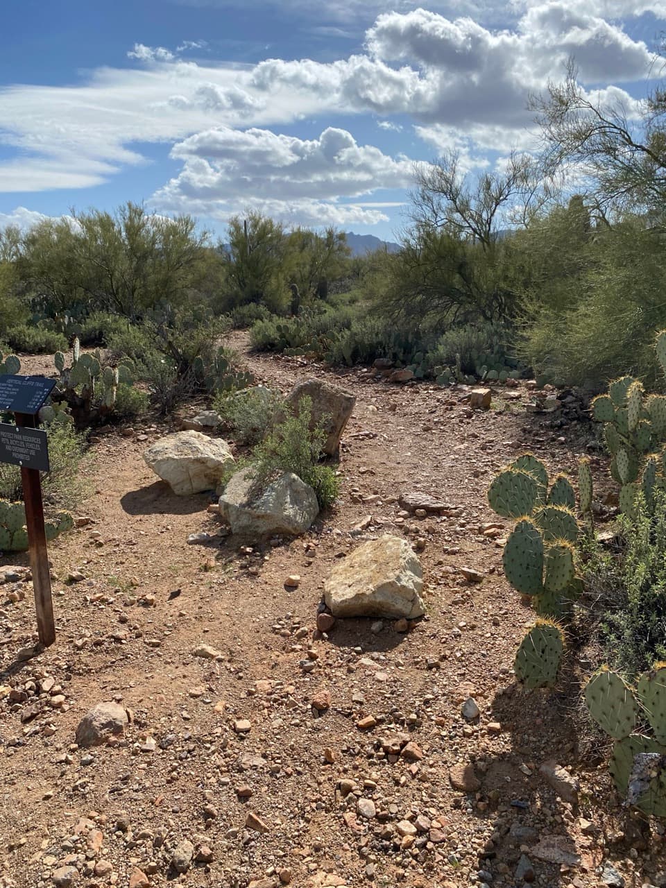 Vertical Cliffs Short Loop in Saguaro National Park