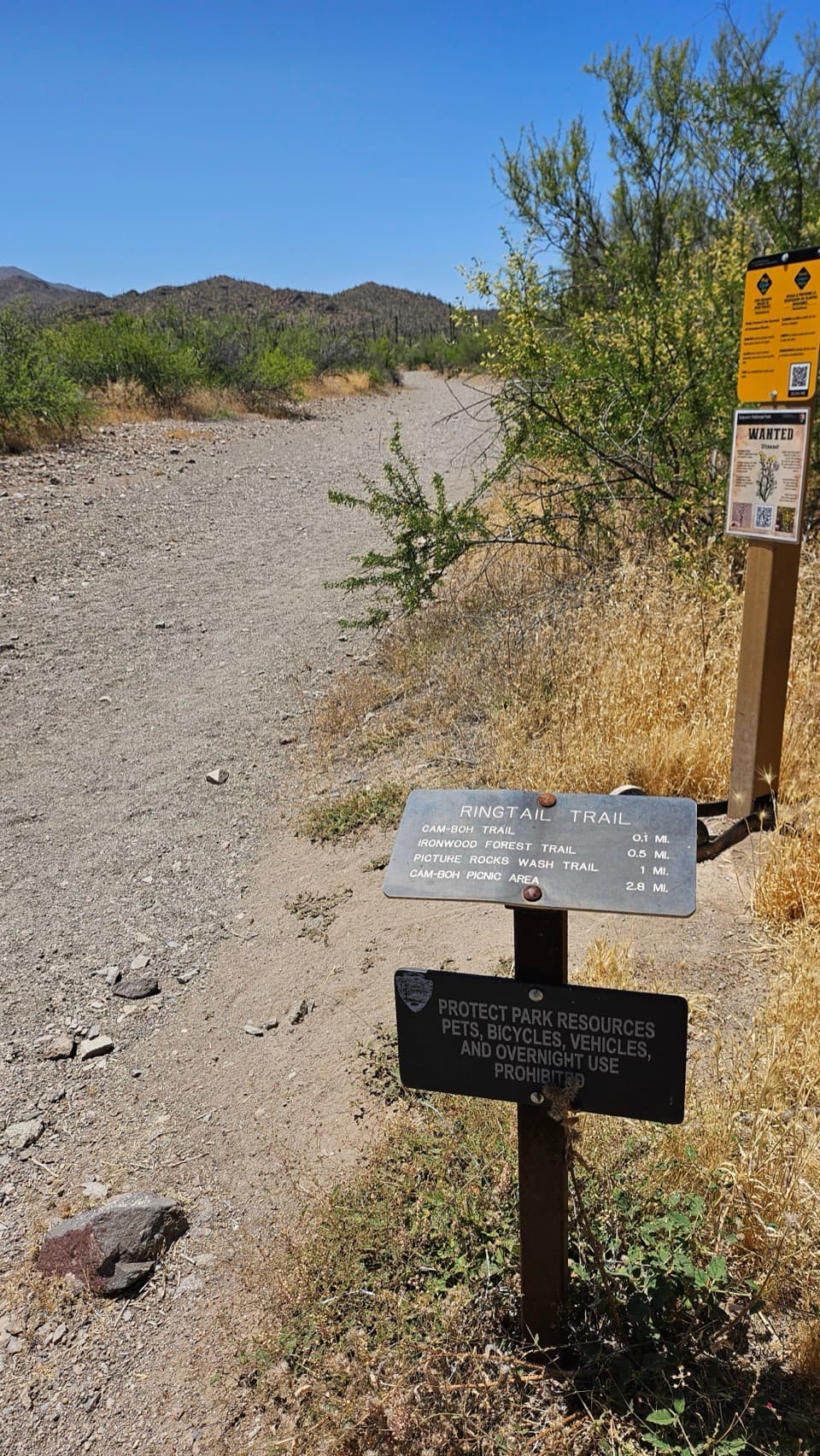 Ringtail Loop in Saguaro National Park