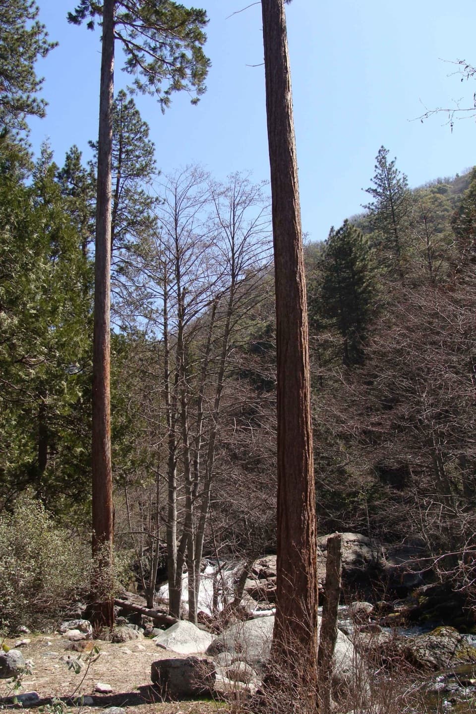 Ladybug Trail to Ladybug Camp in Sequoia National Park