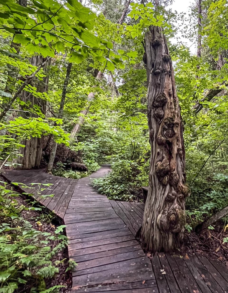 South Manitou Old Growth Cedars Trail in Sleeping Bear Dunes National Lakeshore