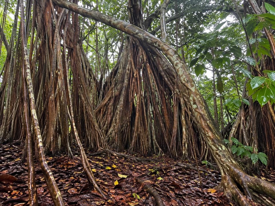 Banyan Loop in West Maui Scenic Drive