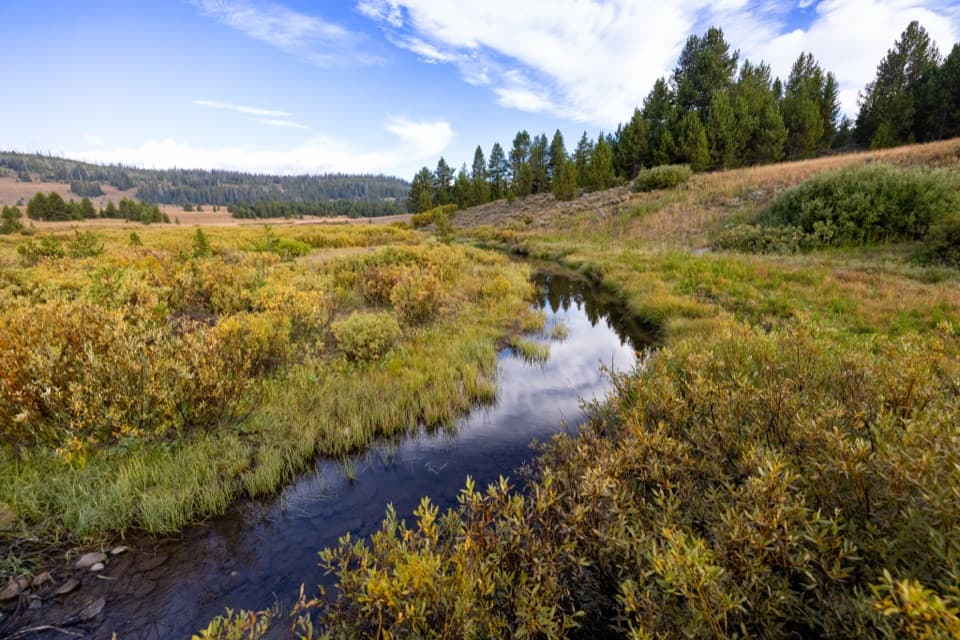 South Boundary Trail: Harebell–Fox Creek in Yellowstone National Park