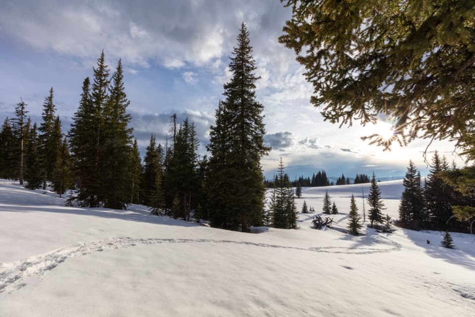 Buffalo Plateau Trail in Yellowstone National Park
