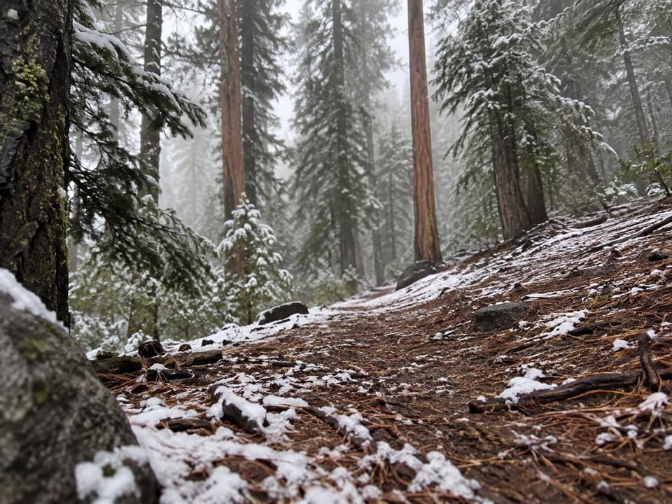 Cottonwood Meadow Trail in Yosemite National Park