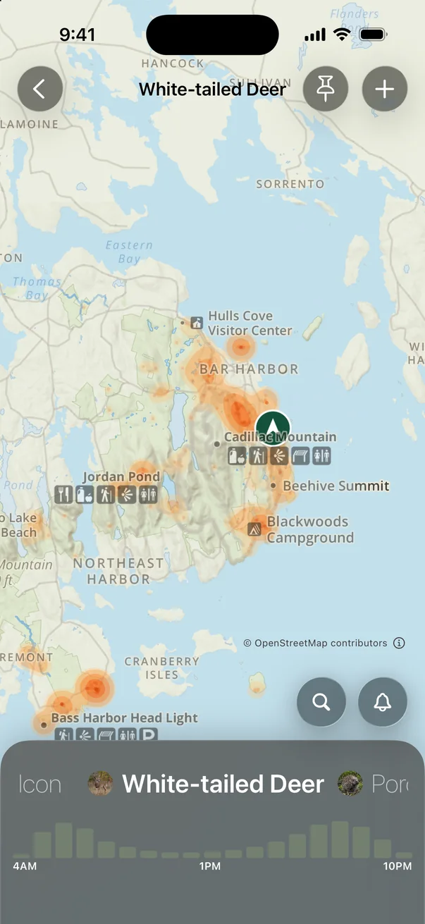 White-tailed deer sighting heatmap across Mount Desert Island with an hourly activity chart