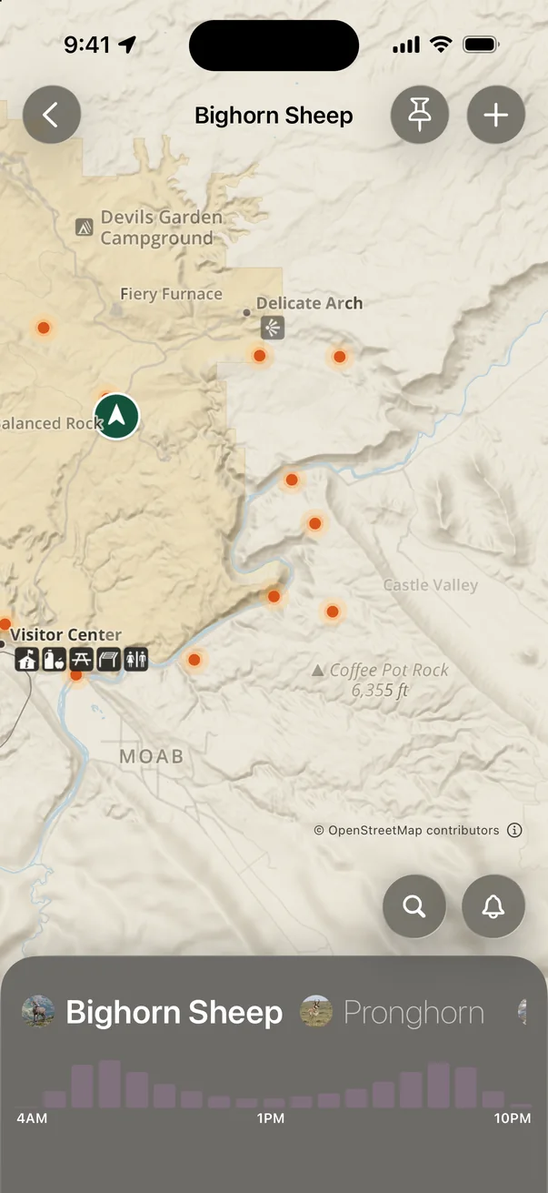 Bighorn sheep sighting heatmap around Arches with an hourly activity chart