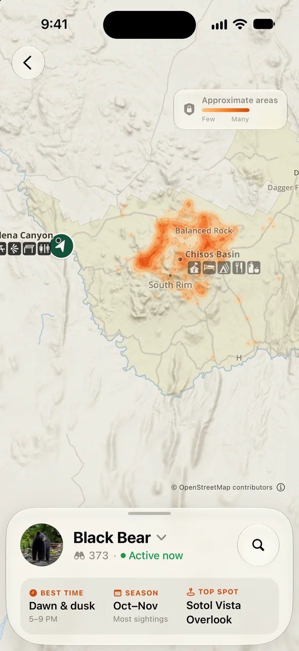 Black bear sighting heatmap around the Chisos Basin in Big Bend, with the best time, season and top spot
