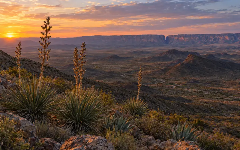Sotol stalks at sunset above the desert at Sotol Vista, with the notch of Santa Elena Canyon on the far horizon