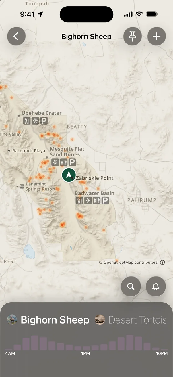 Bighorn sheep sighting heatmap across Death Valley with an hourly activity chart