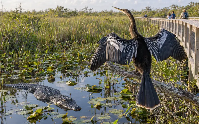 An anhinga drying its spread wings beside the Anhinga Trail boardwalk, with an alligator in the water below