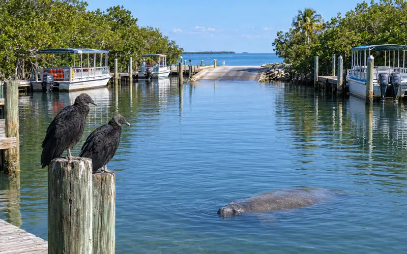 Black vultures perched on a dock piling at the Flamingo marina as a manatee surfaces nearby