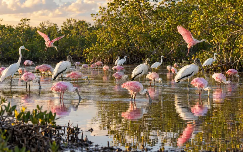 Roseate spoonbills, wood storks and egrets feeding in Mrazek Pond at golden hour