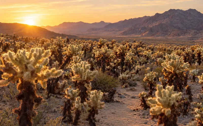 Backlit teddybear cholla glowing at sunrise in the Cholla Cactus Garden