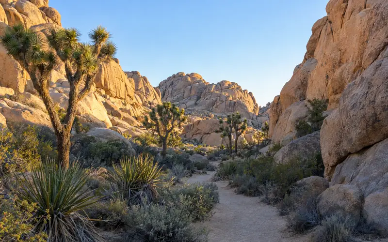 A sandy trail winding between Joshua trees and walls of granite boulders in Hidden Valley