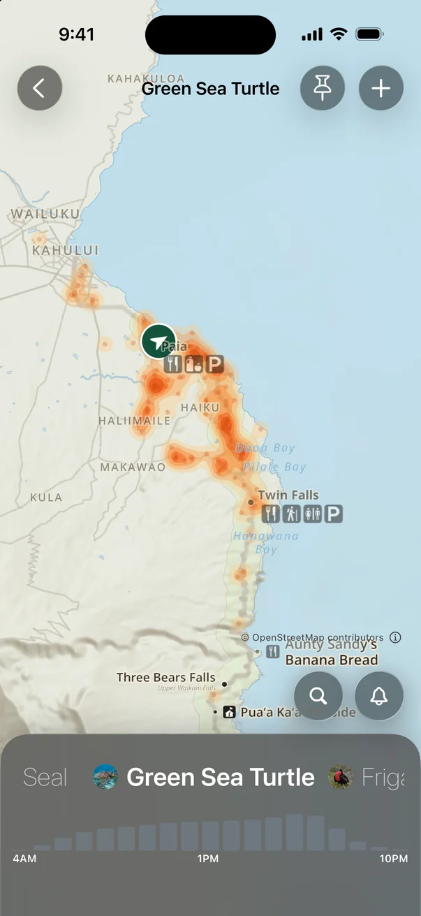 Green sea turtle sighting heatmap along Maui’s north shore with an hourly activity chart