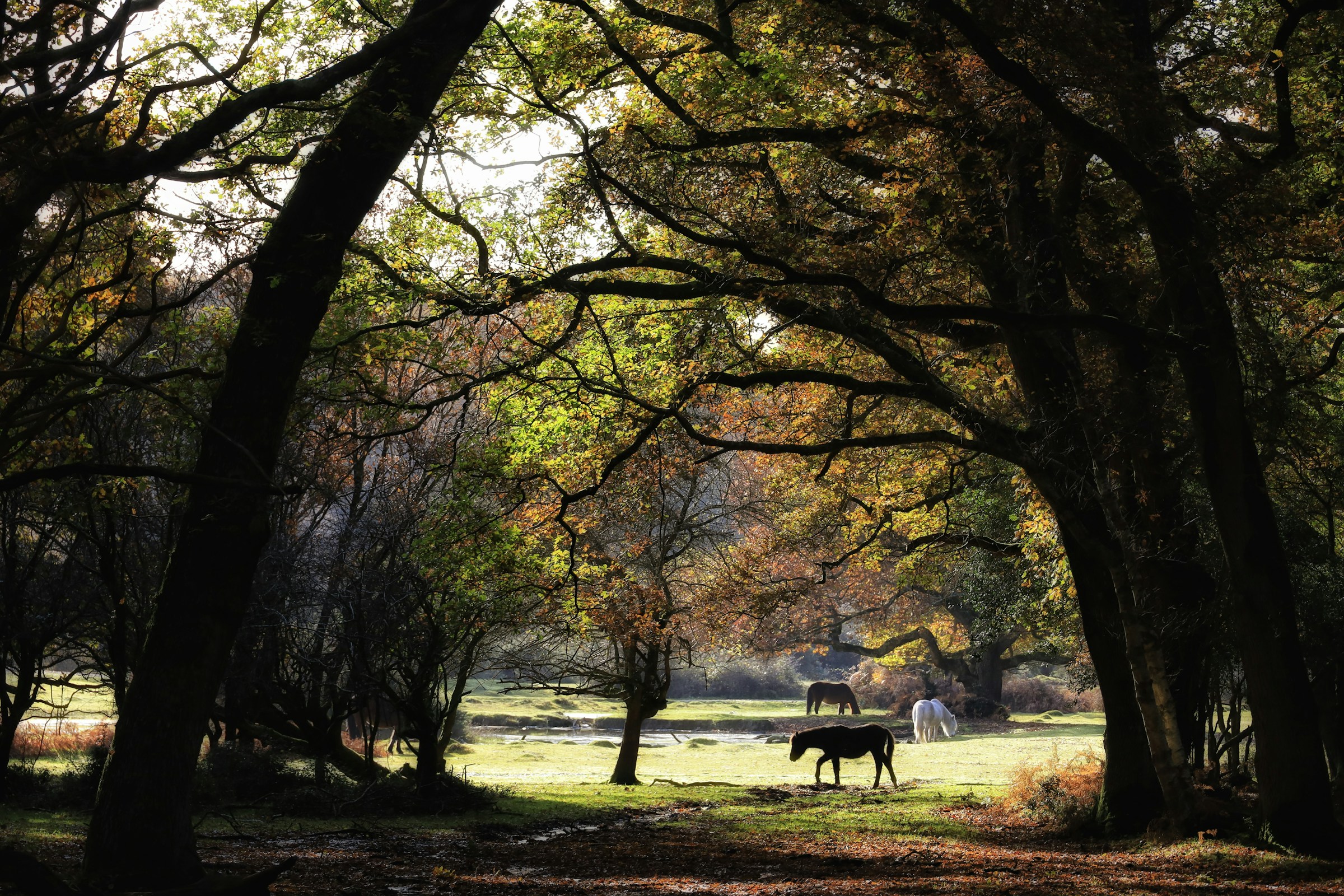 New Forest National Park