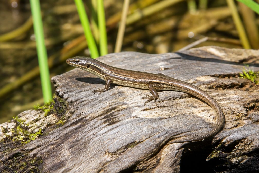 Eastern Water Skink wildlife guide for Blue Mountains National Park