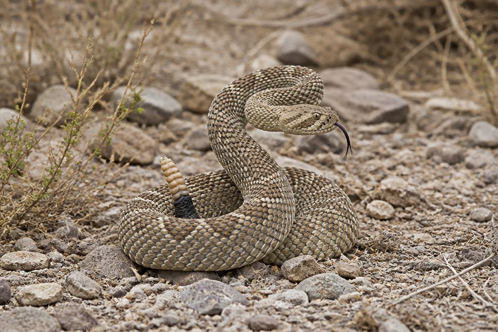 Black-tailed Rattlesnake wildlife guide for Saguaro National Park