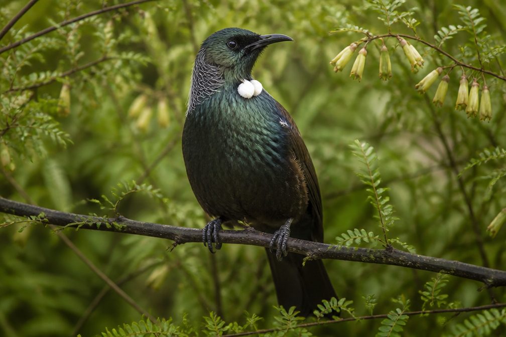Tūī in Westland Tai Poutini National Park