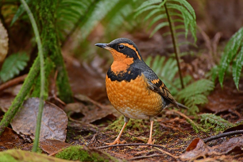 Varied Thrush