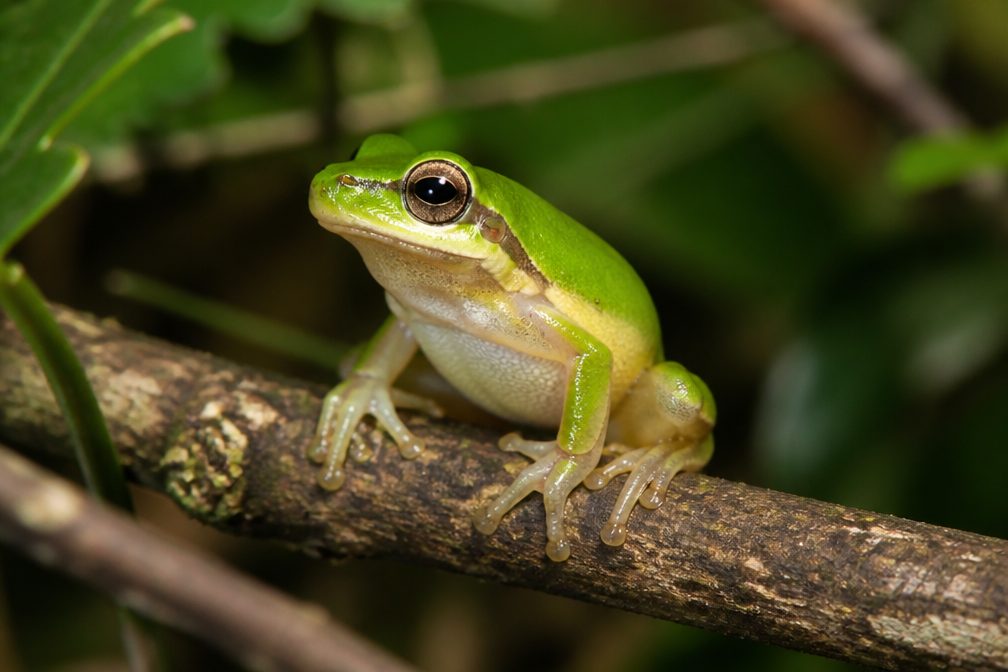 Eastern Dwarf Tree Frog wildlife guide for Royal National Park