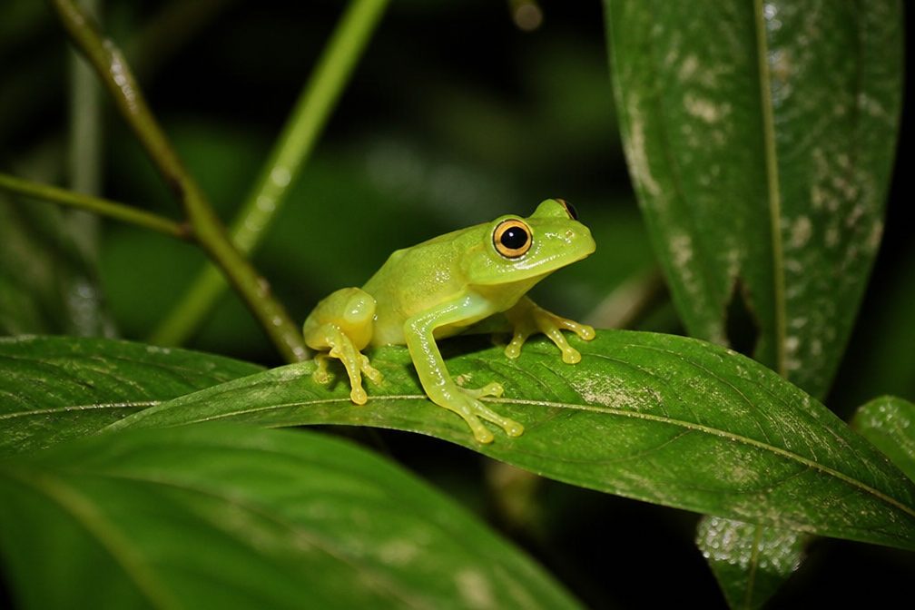 Leaf Green Tree Frog wildlife guide for Royal National Park