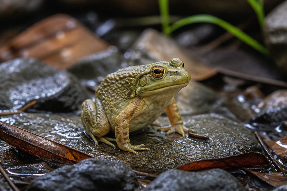 Lesueur's Stony-creek Frog wildlife guide for Royal National Park