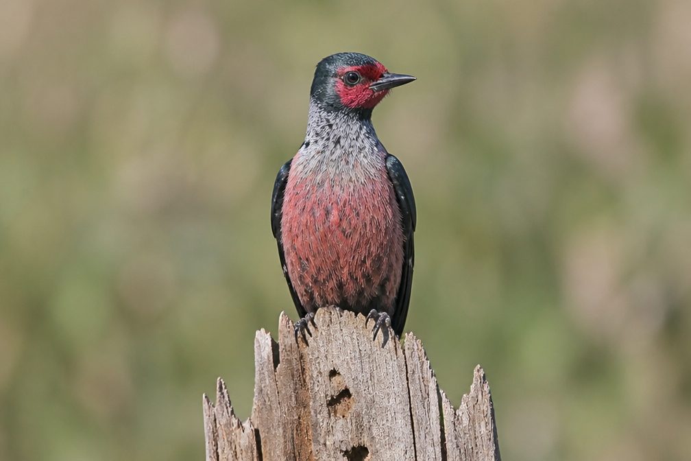 Lewis's Woodpecker wildlife guide for Guadalupe Mountains National Park