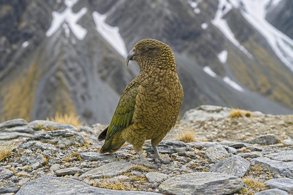Kea in Westland Tai Poutini National Park