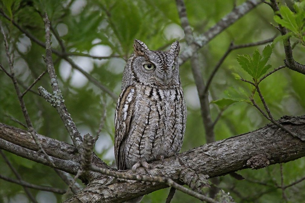 Eastern Screech-Owl wildlife guide for Cuyahoga Valley National Park