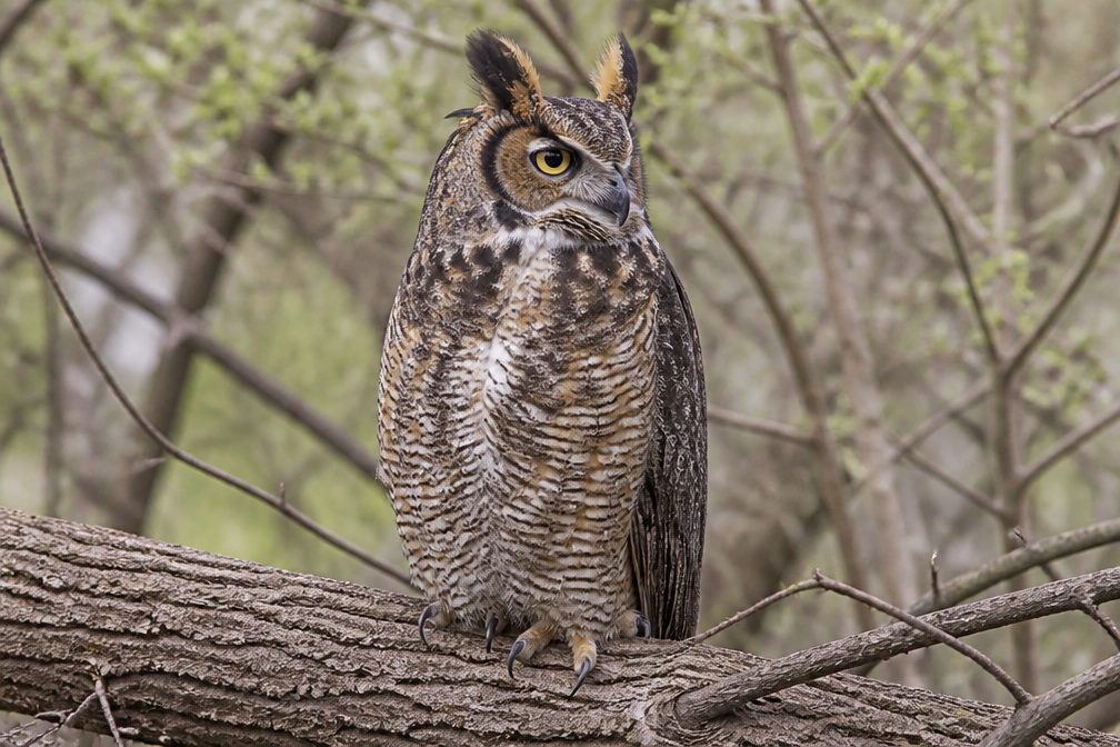 Great Horned Owl wildlife guide for Sequoia National Park